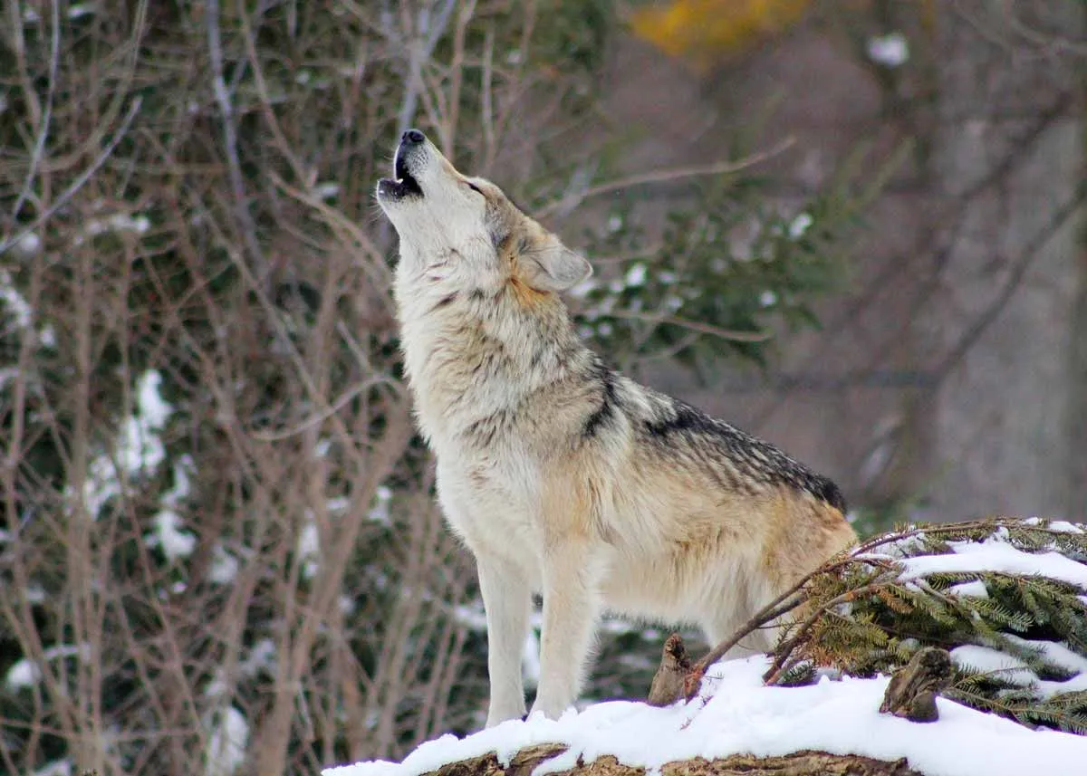 The average lifespan of a wolf is between 6-8 years, with some wolves weighing up to 80 kg.