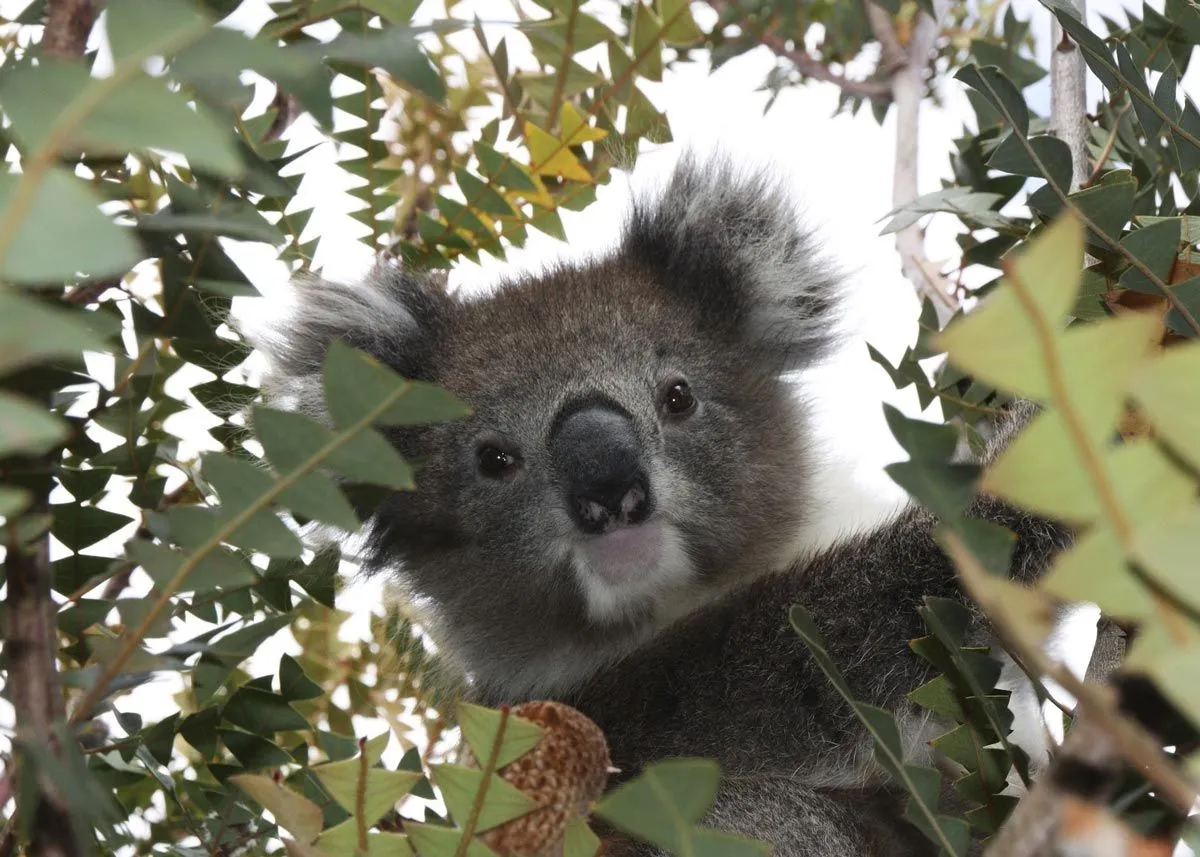 Koala Bears may sleep up to 18 hours per day.