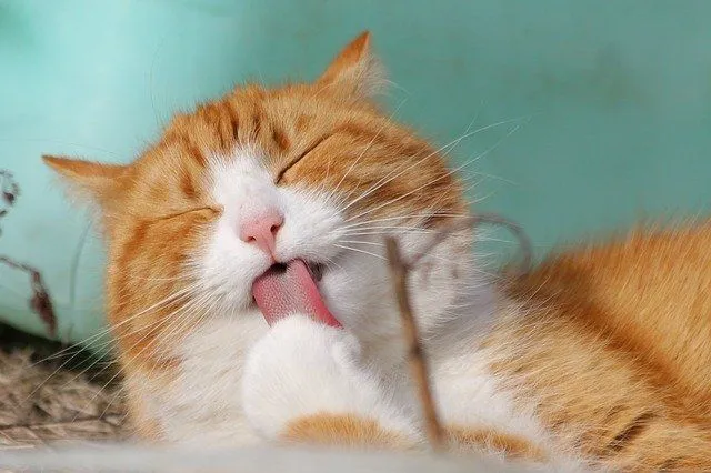 A cute ginger cat licking her paw