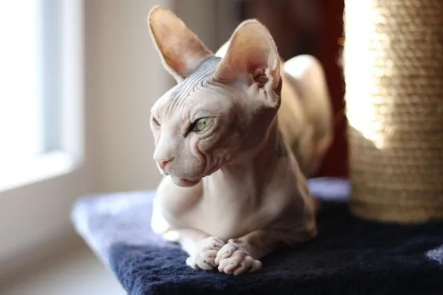 A white bald Egyptian sphynx cat