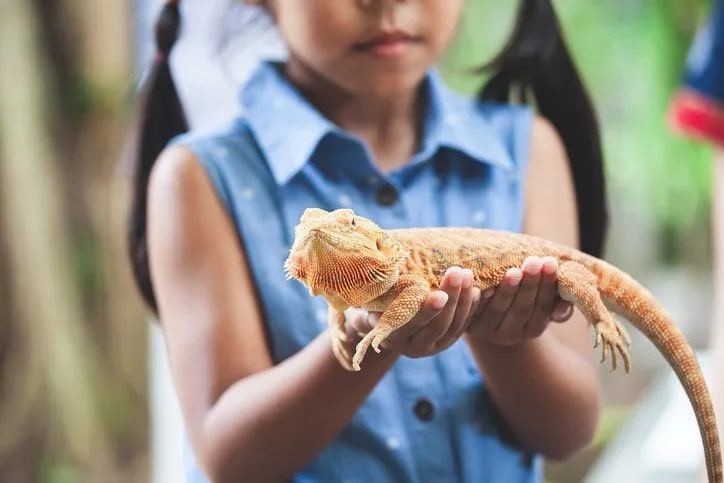 A little girl is holding an orange gecko lizard in her hands