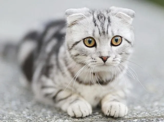 49 Terrific Tiger Names For Your Cat