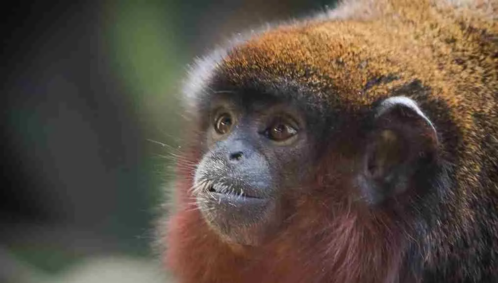 Top 40 Marvellous Monkey Names | Kidadl
