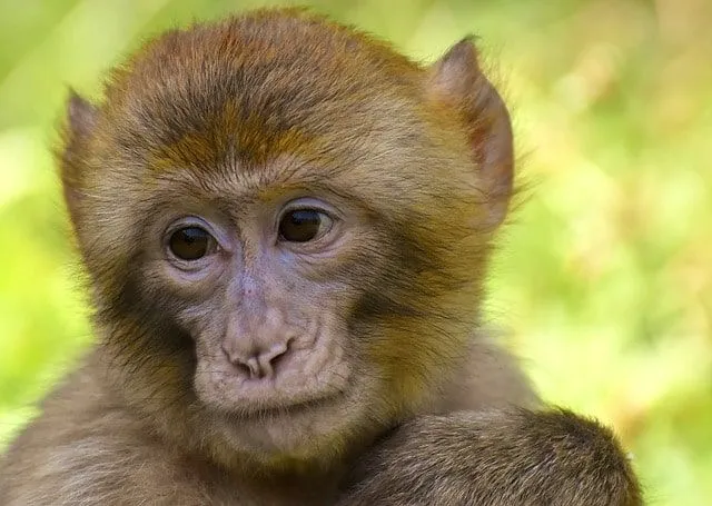 Many choose names for monkeys  that are rooted in history.