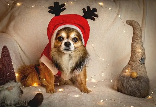 A chihuahua dog wearing red reindeer cap and fairy lights