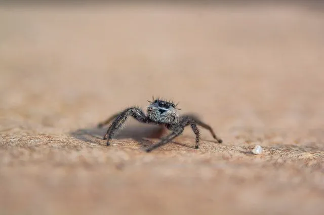 Spiders are seen as an unconventional pet.