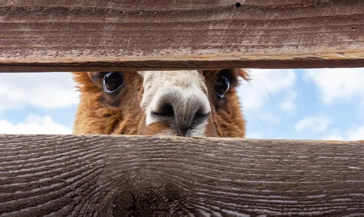 Alpaca puns are funny because they use wordplay to make us laugh.