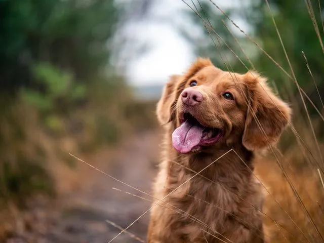 Top 100 Australian Dog Names You'll Love | Kidadl