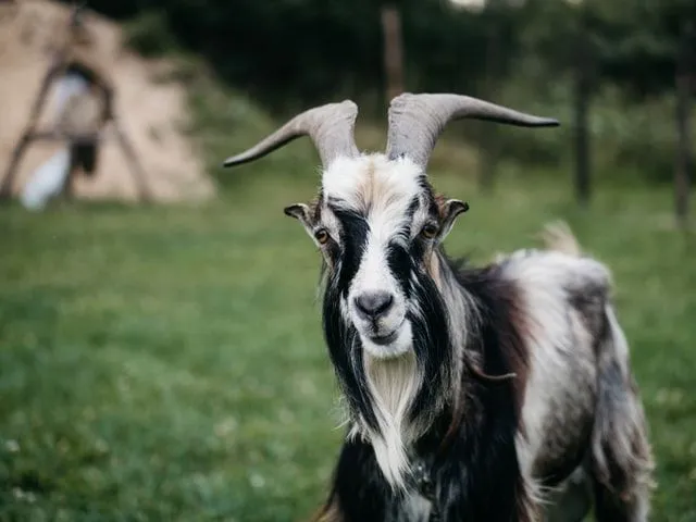 (Goat names come with great meanings.