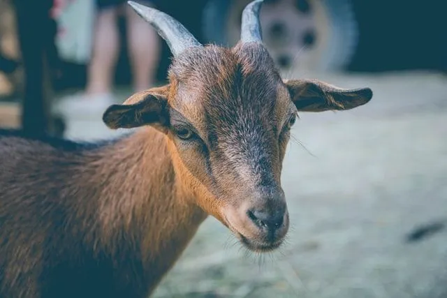 Goats are both adorable and noble and their names can be unisex too.