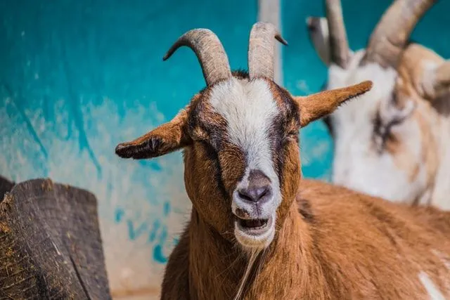 Goat names can be both adorable and funny.