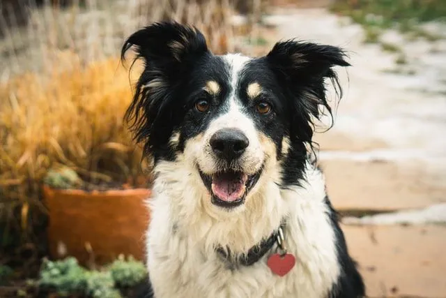 Border Collies are really cute and love being with people.