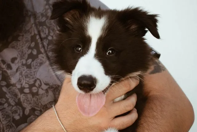 Border Collie dogs are adorable and extremely intelligent.