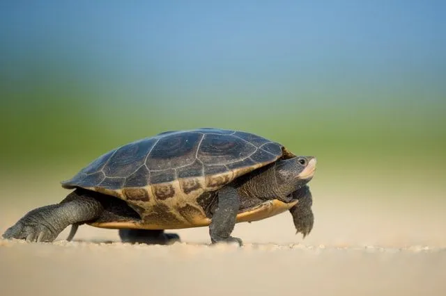 Turtles can easily identify their own names.