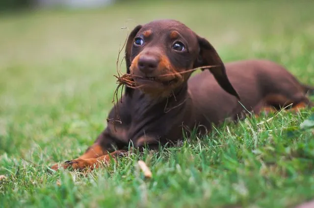 Dachshunds are one of the most popular breeds.