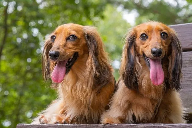 These cute weiner dogs names for girl dachshunds are just too adorable to miss.
