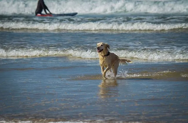 It would be wise to choose beach names for dogs for a lively pet.