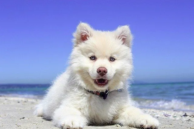 Hawaiian dog names are perfect for your puppy.