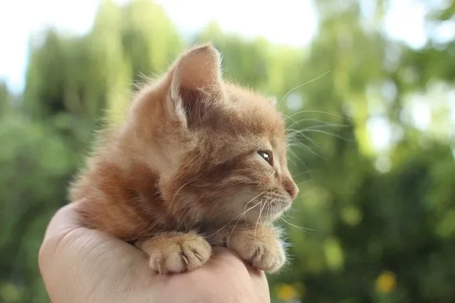 A cute little orange kitten