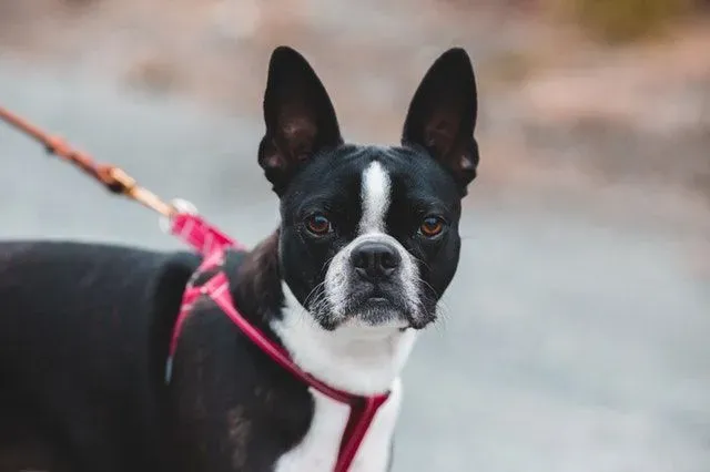 Pet Buddy Online Amazing Boston Terrier Black Sneakers for Kids 
