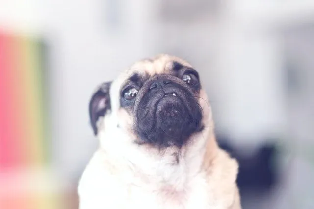 (A pug name should resonate with the pug's sassiness.