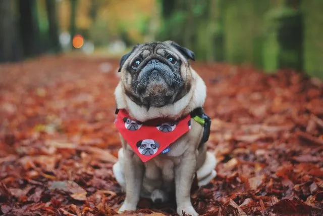 Pug names should not only sound meaningful but should also be adorable.