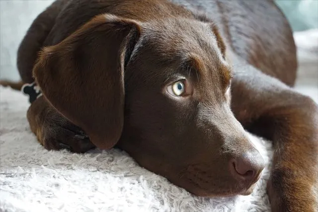 Female chocolate labs have one of the most gorgeous and bright eyes.