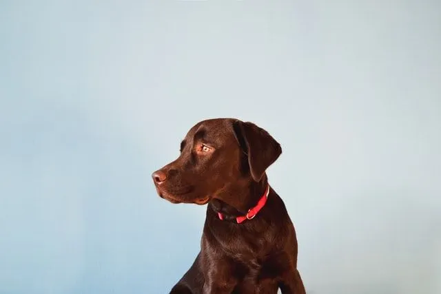Male chocolate lab dogs are strong, dashing, and fearless.