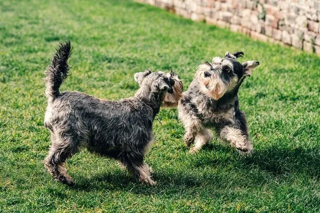 Miniature boy schnauzer dog breeds are one of the best breeds to pamper and give cute dog names to.