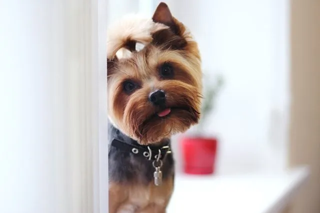 The thick, soft, sleek and silky coat of fur gives Yorkshire terriers an elegant look.