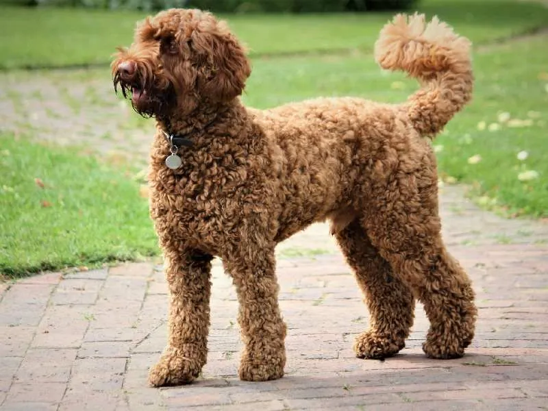 Poodles are instantly recognizable due to their thick, curly coat of fur.