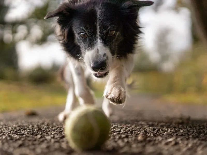 Black and white dog chasing the ball
