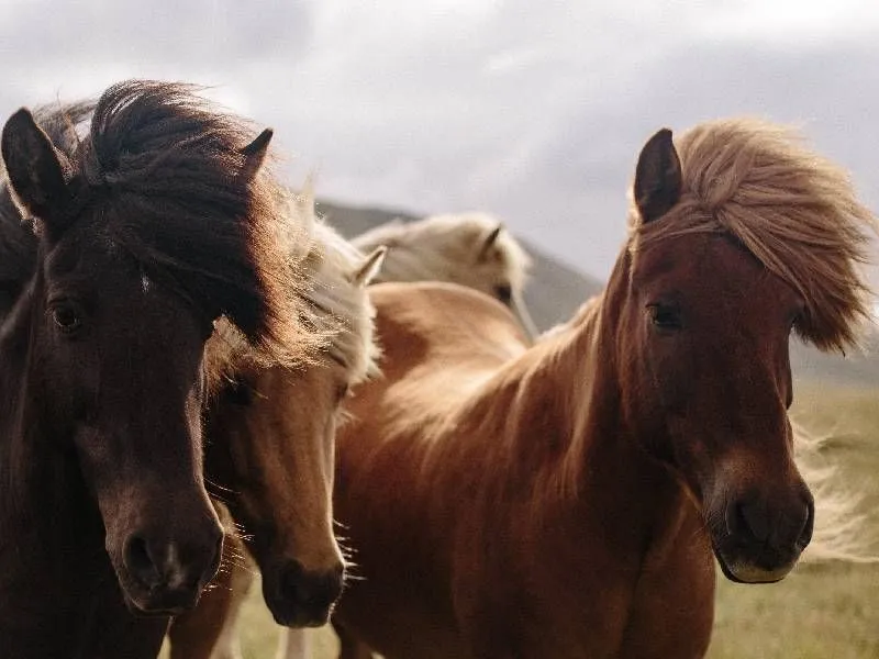 Why not choose a gender-neutral name for your male or female horse.