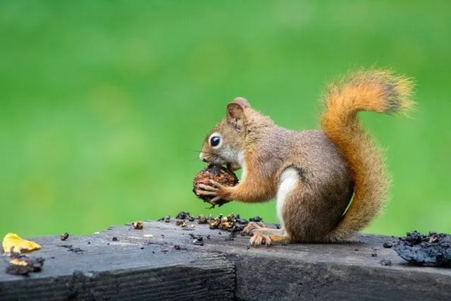 35 Best Squirrel Quotes For All Animal Lovers | Kidadl