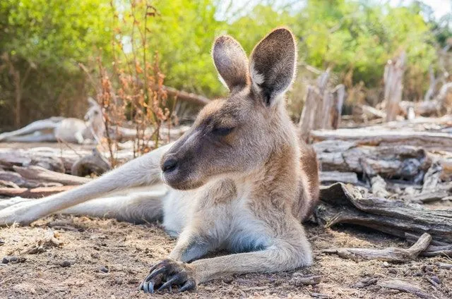 100 Best Kangaroo Names | Kidadl