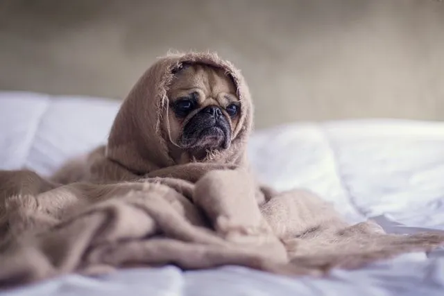 A baby pug sitting cozily inside a blanket