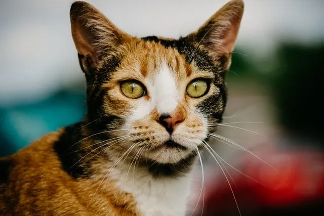 Calico cats deserve lovely names.