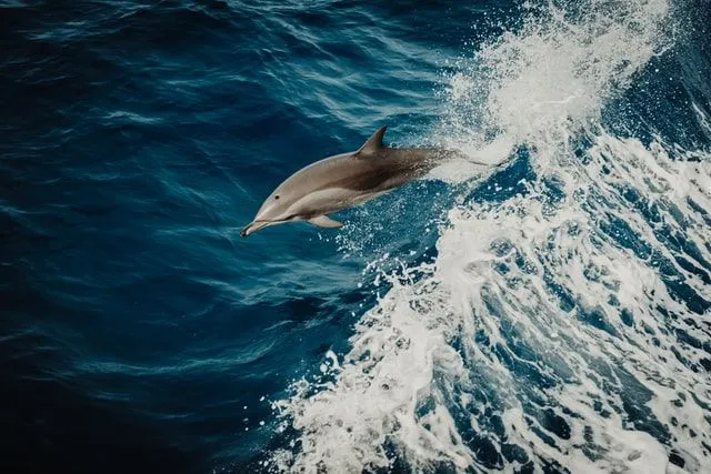 Dolphins are amazing animals that deserve great names.