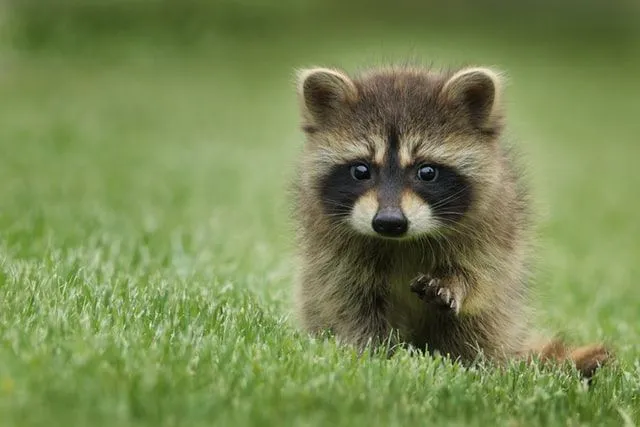 An adorable raccoon deserves an adorable name.