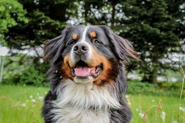 The female Bernese mountain dog is a strong breed.