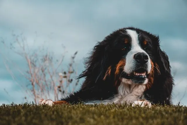 The Bernese mountain dog is one of the most attractive of the Swiss working dogs.