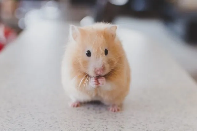 Hamsters are really a bundle of cuteness are a great friend for your child.