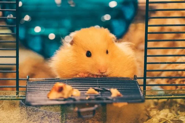 Hamsters can stay in cages but they are loved by all hamsters and humans.
