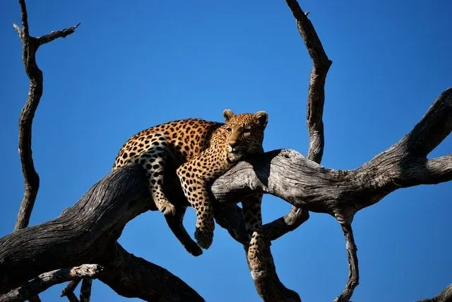 Leopards are beautiful creatures and have a great majestic behavior about them.