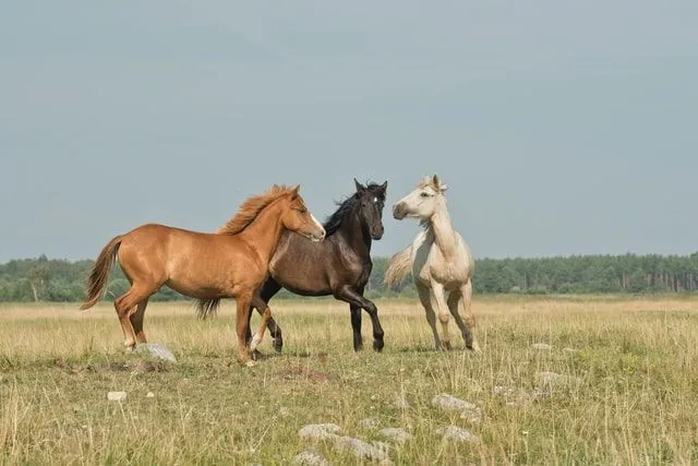 Three horses running in a field