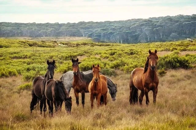 A group of horses grazing in a field