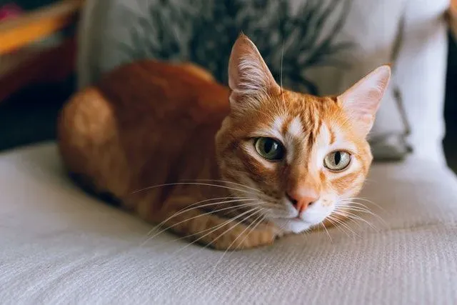 100 Best Orange Names For Your Cat