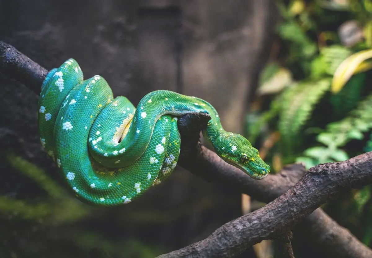 A green snake crawling on a tree branch