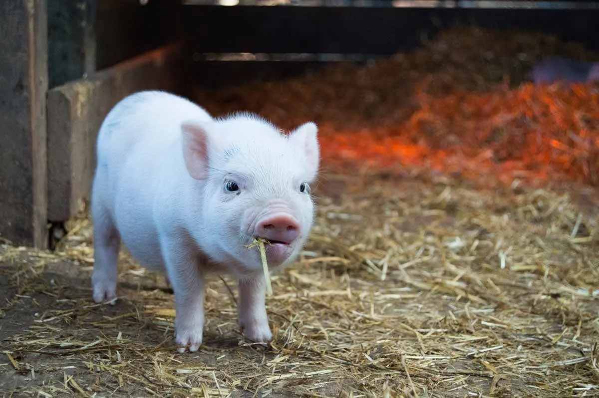 Baby white piglet chewing straw