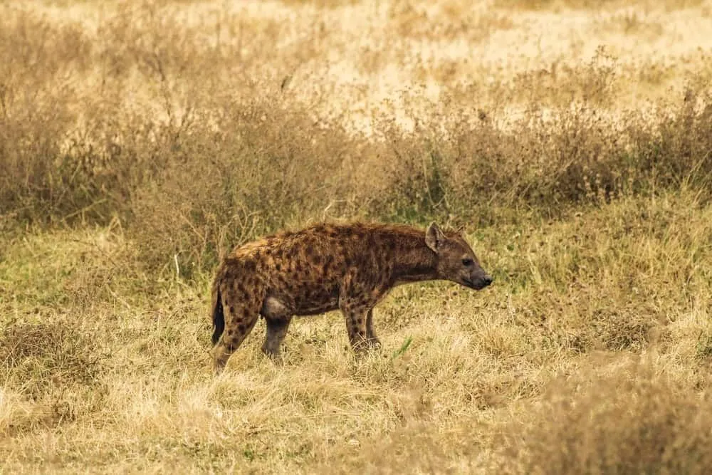 Black spotted hyena resembles gnoll